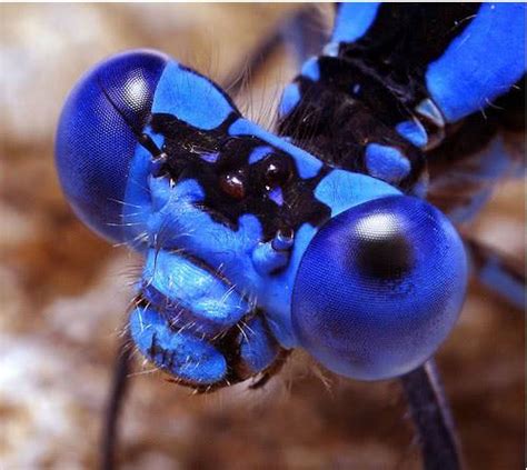 Las Mejores Capturas De Insectos Imágenes Taringa