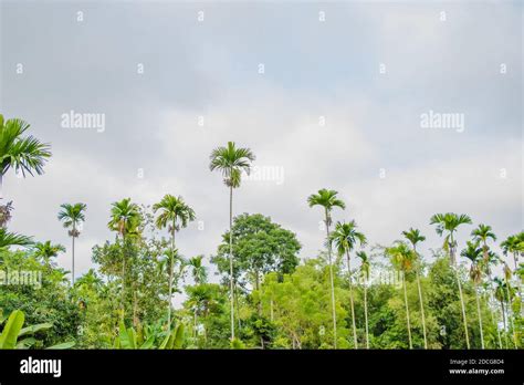 Betelnut Trees In Assam India Betelnut Farming In Village Of North East Assam India Supari