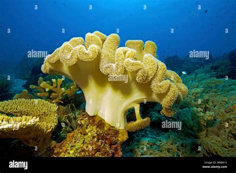 Mushroom Leather Coral Or Common Toadstool Coral Sarcophyton Glaucum