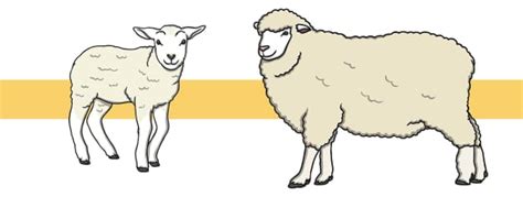 Sheep Facts For Kids Twinkl Homework Help Twinkl