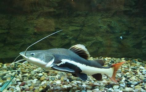 The site owner hides the web page description. 我家有一条鱼外形长的像狗仔鲸全身金色腹部白色的是什么鱼_百度知道