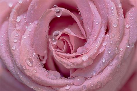 Pink Rose Wallpaper 4k Droplets Closeup Bloom