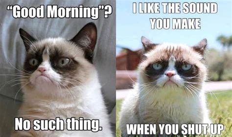 21 Grumpy Cat Memes To Instantly Make You Grumpy However