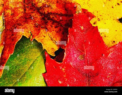 Green And Brown Fall Colors Hi Res Stock Photography And Images Alamy