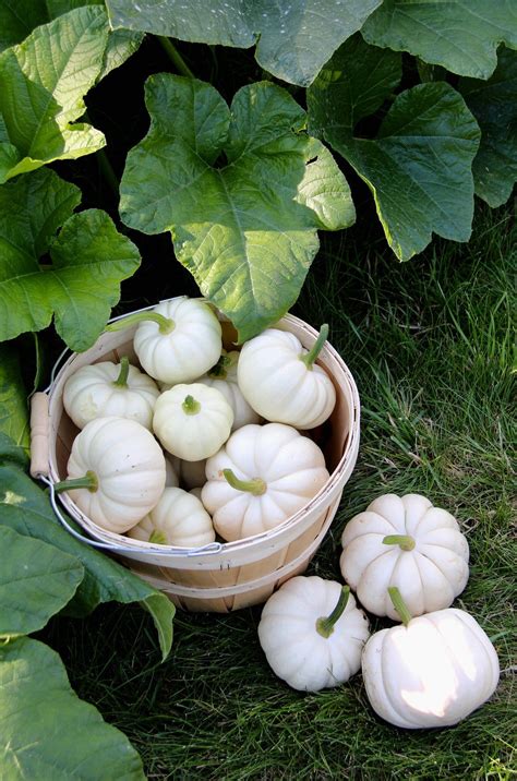 Organic Pumpkins How To Grow Pumpkins Organically In Your Garden