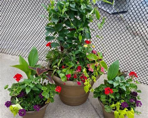 Because of its appealing atmosphere. Container Gardening & Seasonal Plantings Service New ...