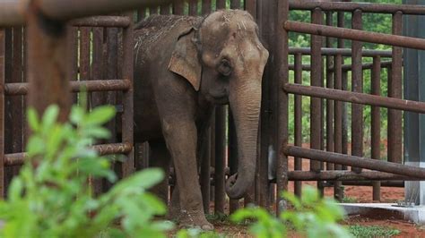 Brazil Opens Latin Americas First Elephant Sanctuary Bbc News