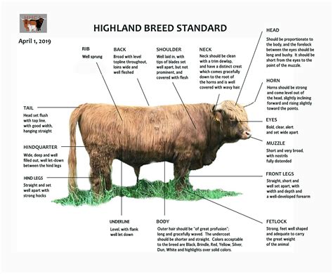 heartland highland cattle association highland breed standards