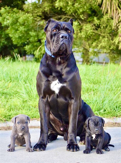 Cane Corso Puppies For Sale Purebred Dav Pet Lovers