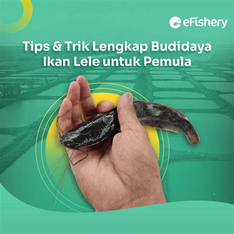 Tips Trik Lengkap Budidaya Ikan Lele Untuk Pemula