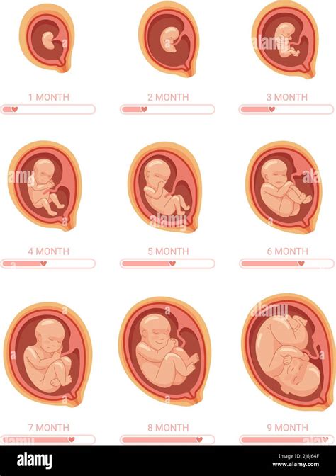 Fasi Fetali Stadio Di Crescita Embrione Processo Di Sviluppo Del Feto