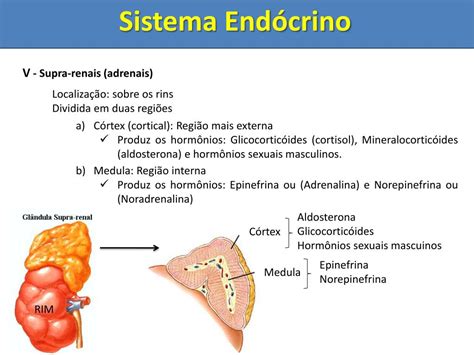 Hormonios Das Supra Renais