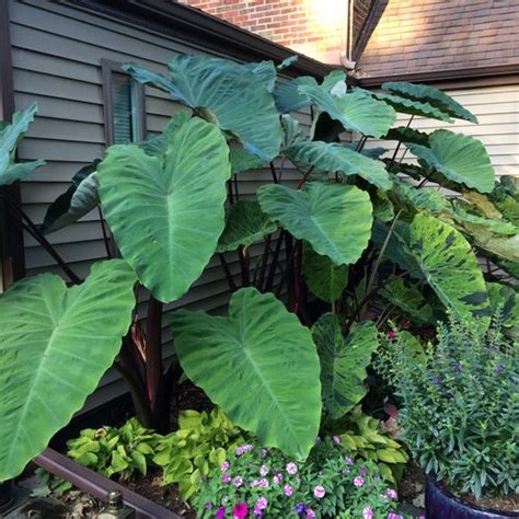 He is about to publish a novel based on his own experience. Heart of the Jungle® - Elephant's Ear - Colocasia ...