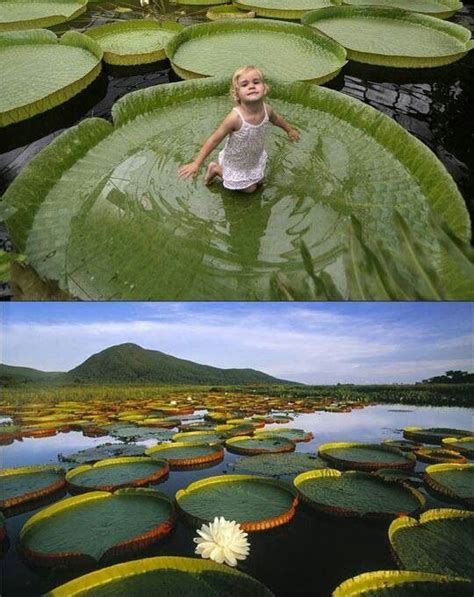 Worlds Largest Lily Padsso Awesome Beautiful Places To Travel
