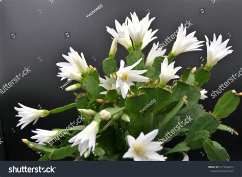 Schlumbergera Gaertneri Easter Cactus White Flowers Stock Photo