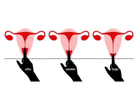 Ubica tu cérvix e identifica tu profundidad vaginal Vera Ciclos