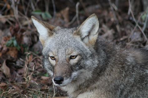 Tips For Hunting Sumter National Forests Coyotes