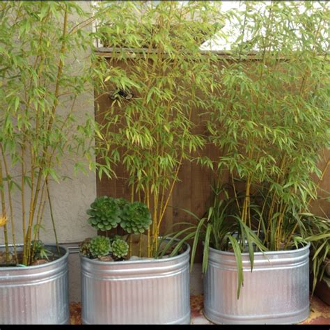 Bamboo In Pots Ideas Using A Wide Bellied Pot Gives Your Bamboo More