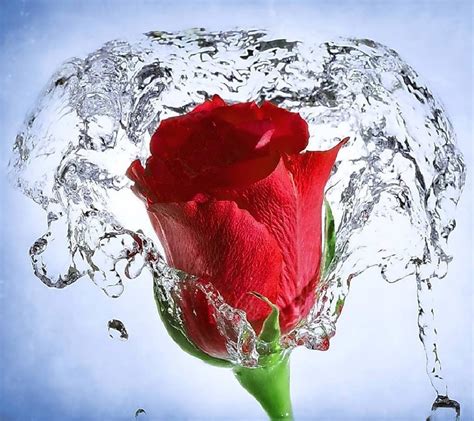 วอลเปเปอร์ 1024x910 Px ดอกไม้สีแดง ดอกกุหลาบ กระเด็น น้ำ 1024x910