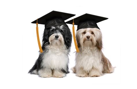 No vaccine requirements as this is a virtual course on zoom. ARF | Dog Training
