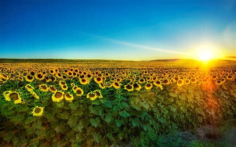 Sunflowers Field At Sunrise Glow Sunlight Bonito Sky Rays
