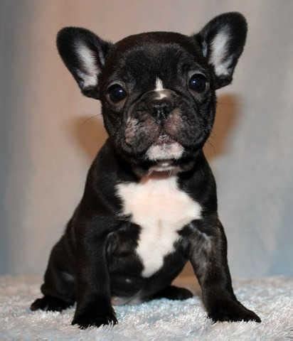 Akc french bulldog breeder in northern california. 230 best Je T'aime Frenchie images on Pinterest | French ...
