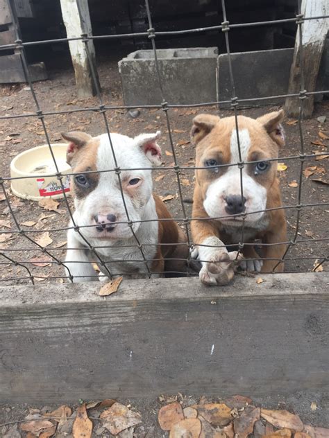 Get a boxer, husky, german shepherd, pug, and more on kijiji, canada's #1 local classifieds. American Bully Puppies For Sale | Metter, GA #255304