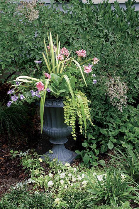 10 Plants For Year Round Containers Finegardening Plants For Planters