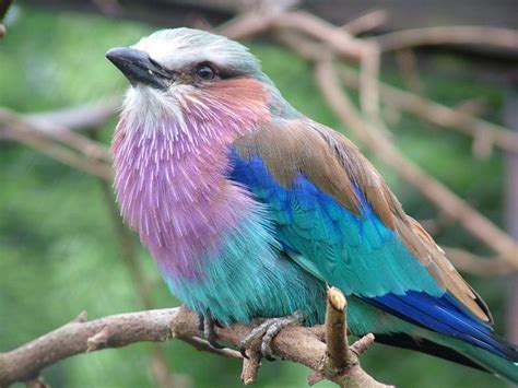 5 Wild Facts About The Lilac Breasted Roller The National Bird For