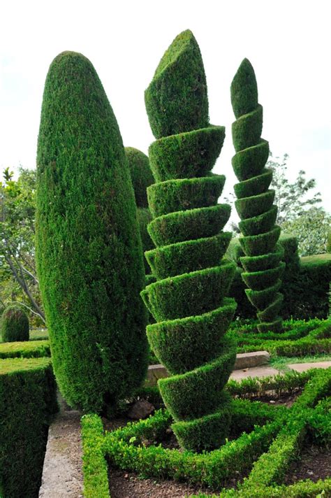 Types Of Topiary Trees