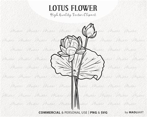 Lotus Flower Svg Water Lily Clipart Line Drawing Celestial Etsy