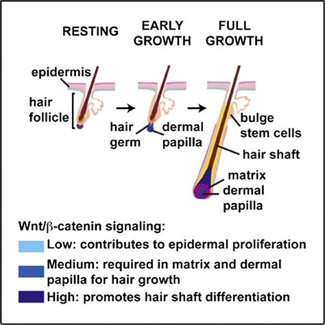 Distinct Functions For Wntβ Catenin In Hair Follicle Stem Cell