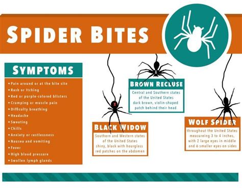 Spider Bite Symptoms Causes Treatment And Diagnosis Findatopdoc