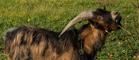 Basics Of Goat Horns And How To Handle Them Agdaily