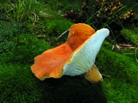 Mushroom Spores Can Make It Rain | Woodz