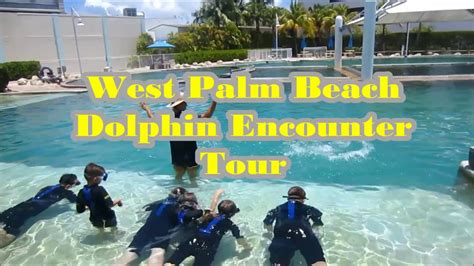 Discover great local deals and coupons in and near west palm beach, fl. West Palm Beach Dolphin Encounter Tour - YouTube