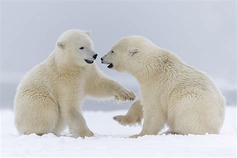 Ours Polaire Sylvain Cordier Wildlife Photographer