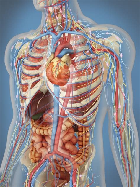 Organ Anatomy Drawing Organs Diagrams Efferisect