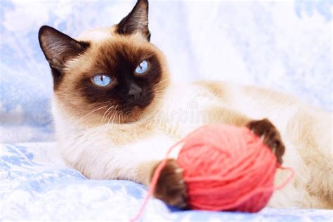 Siamese Cat Playing Stock Photo Image Of Curious Patterns 13466226