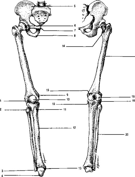 One of the many free resources at free anatomy quiz! The Lower Extremities - Power Objective - GUWS Medical