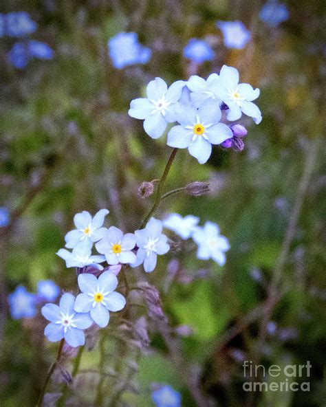 Blue Wild Flower Photograph By Cheryl Del Toro Fine Art America