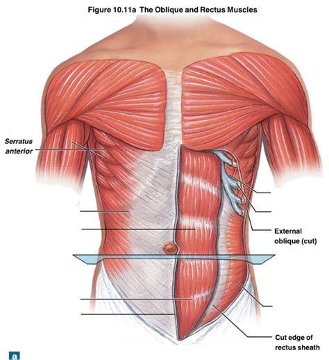 Oblique And Rectus Muscles Diagram Quizlet