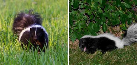 How To Stop Skunks From Digging Up Lawn 5 Easy Guide 2024