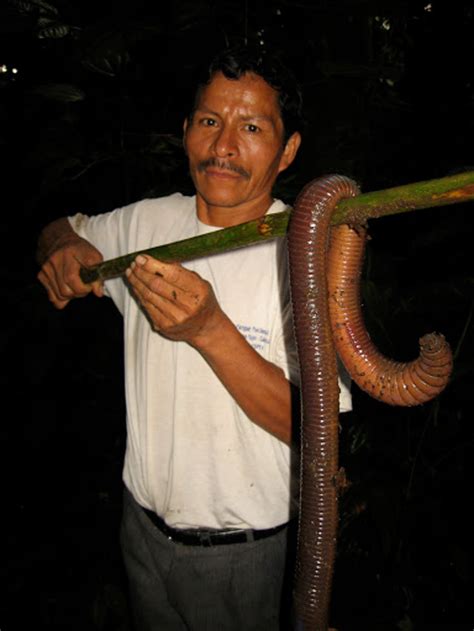 【閲覧注意】エクアドルで体長15mの巨大ミミズが発見され話題に Qlay