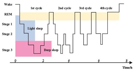 The General Sleep Transitions And Sleep Cycles Sleep Generally Download Scientific Diagram