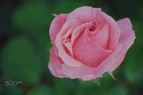 Simple Pink Rose 500px Rose Pink Rose Flowers