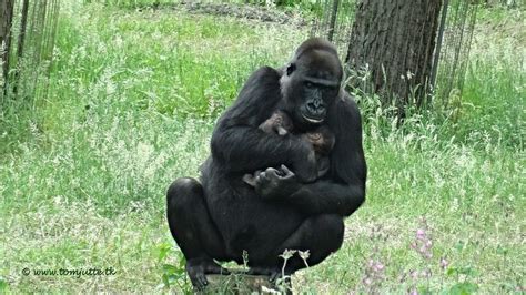 Rare Twin Birth For Gorilla In Dutch Zoo Arnhem Netherlands 1959