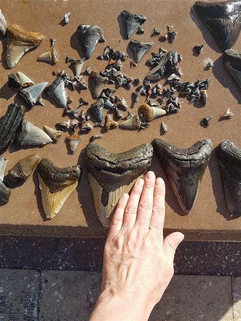 Caspersen Beach In Florida Is The Unofficial Shark Tooth Paradise In