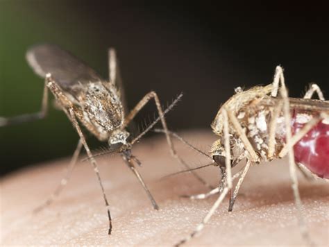 Les Personnes Infectées Par Le Zika Et La Dengue Attirent Plus De