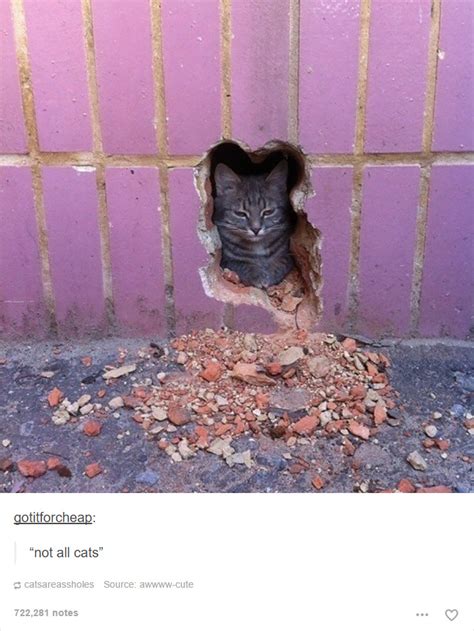 20 cat posts on tumblr that are impossible not to laugh at